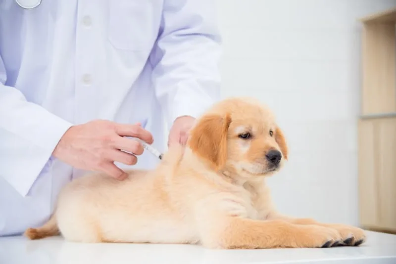 Dog Rabies Vaccine Schedule