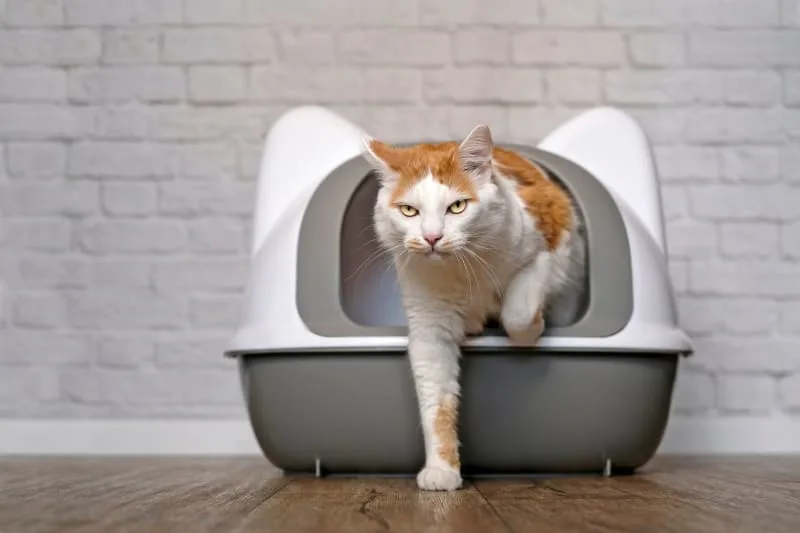 Causes & Treatment for Bladder Stones In Cats
