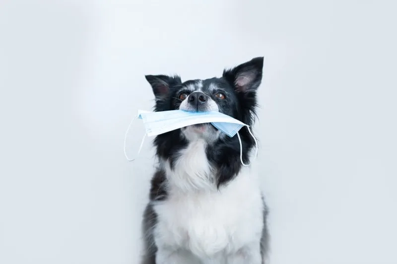 Can A Dog Have A Reaction To The Bordetella Vaccine?