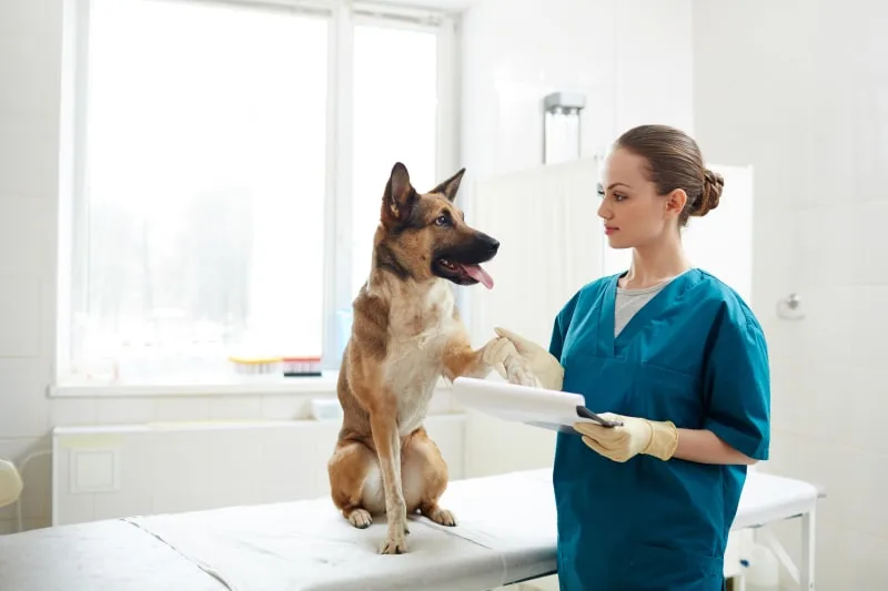 What Is A Fear Free Certified Animal Hospital?