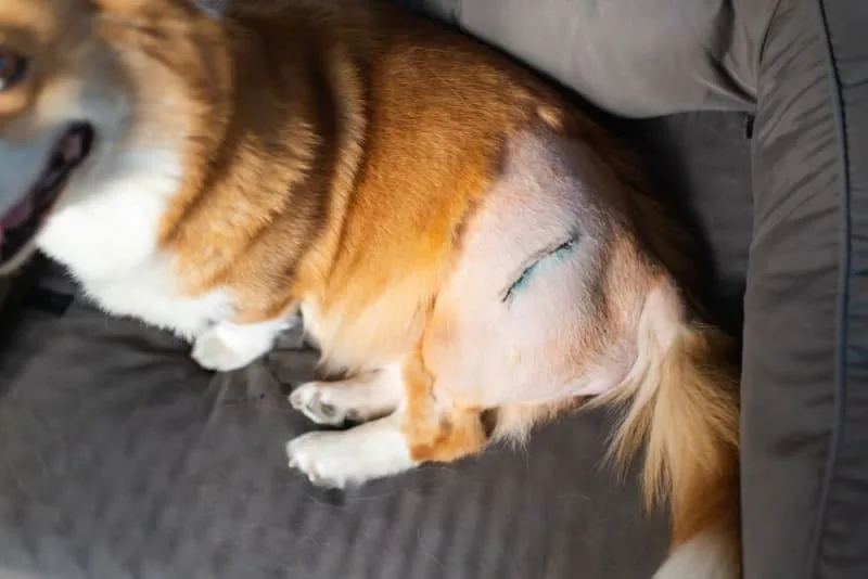 Hip Dysplasia Surgery for Dogs: What to Expect
