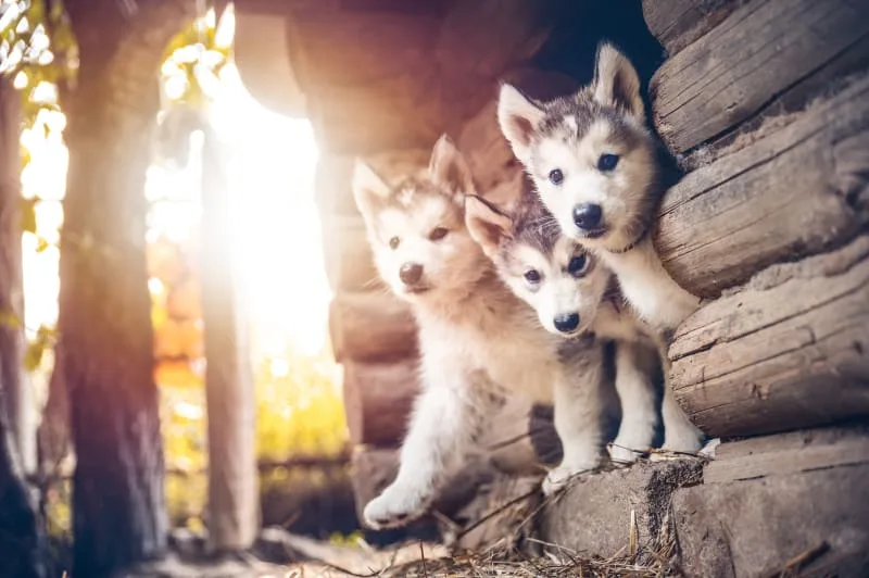 Leptospirosis in Dogs