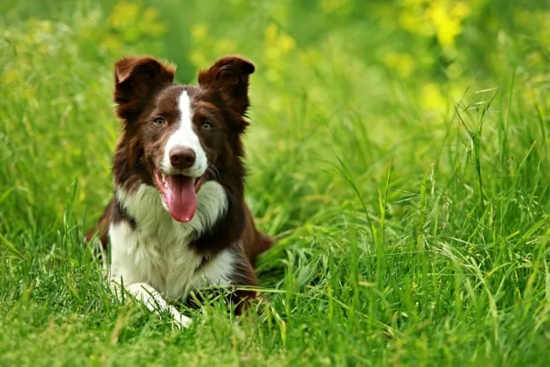 Can a Vaccinated Dog Get Rabies?