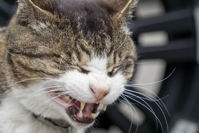 Cats & Colds: Can They Get Them & What to Do?