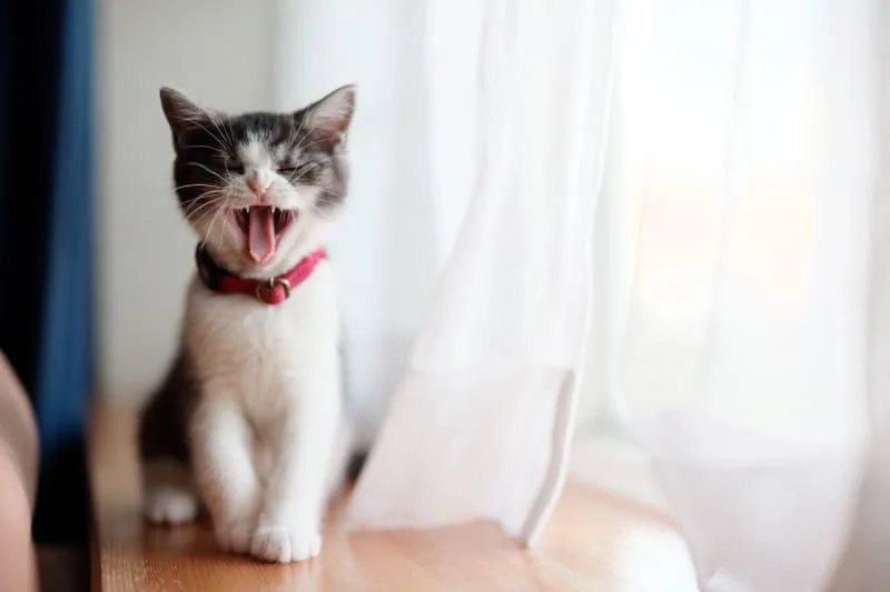 Tips for Managing Kitten Teething