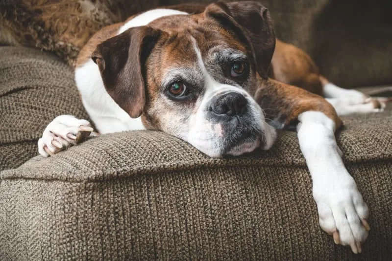Your Dog's Anal Gland Health: More Important Than You Think
