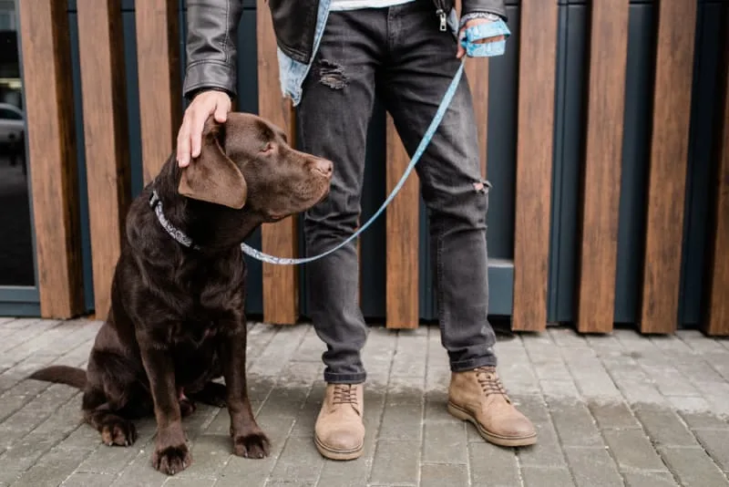 Dog Stops Walking and Won't Move! Reasons & What to do