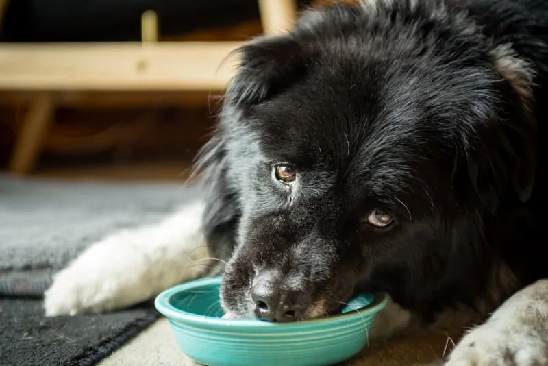 What Is The Best Dog Food For Senior Dogs