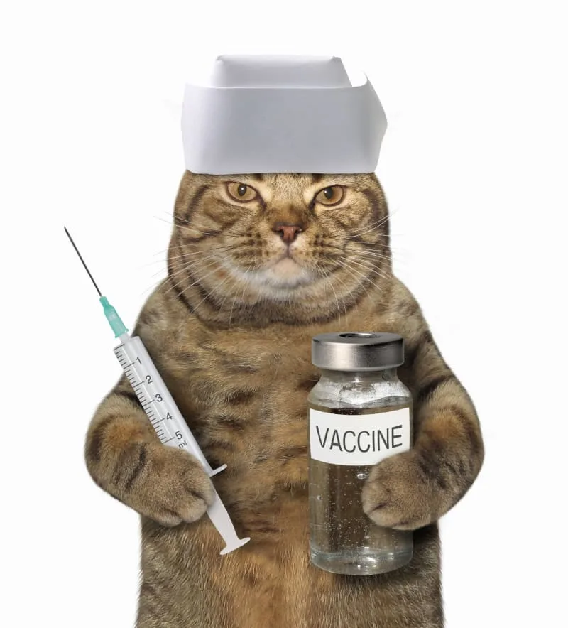 Cat Rabies Vaccine: Schedule, Cost, and Side Effects