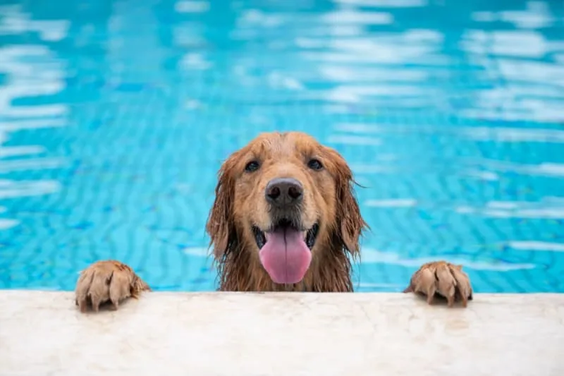 Teaching Your Dog to Swim