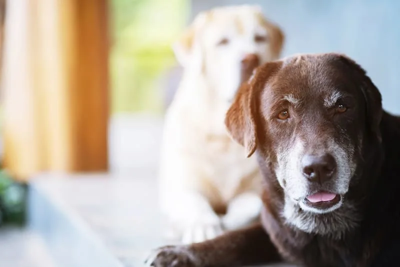 Senior Dog Care 101