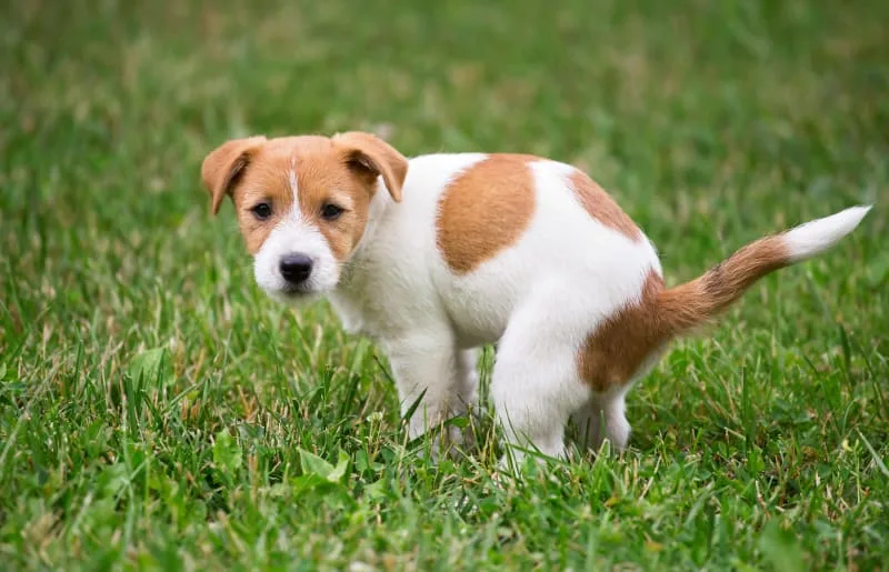 Diarrhea in Dogs