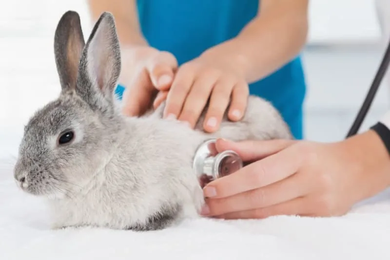 How Often Should You Take Your Bunny to the Vet?