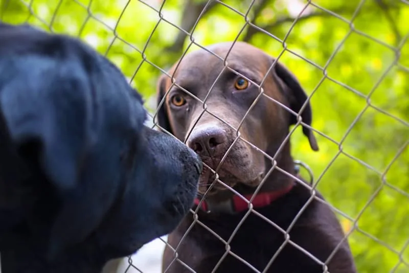Are Two Dogs Better Than One?