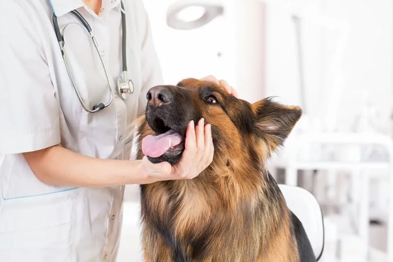 How to Recognize a Pet Emergency