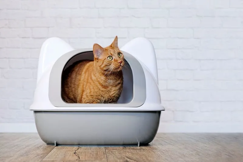 Cat PU Surgery
