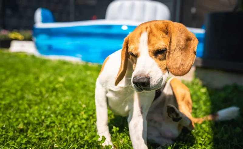 Ear Infections in Dogs