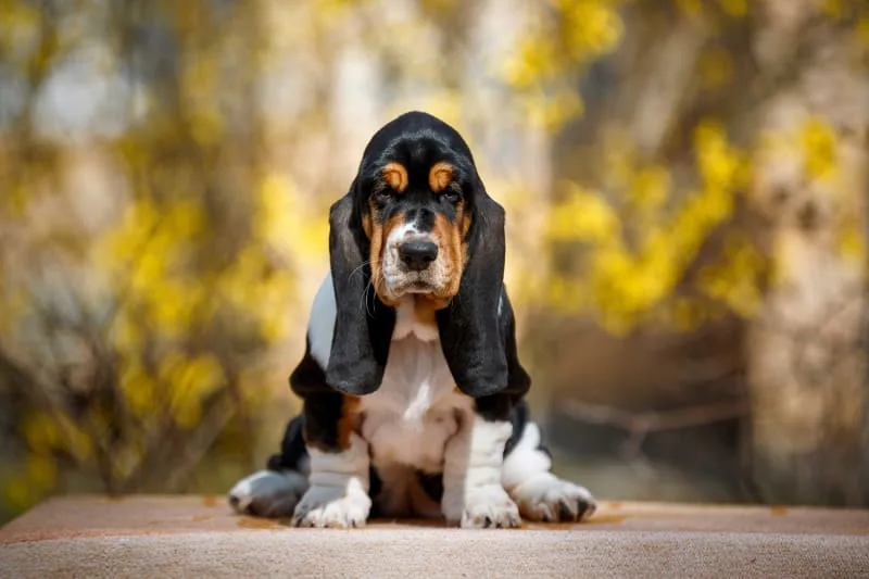 Signs of Infection After Neutering Your Dog