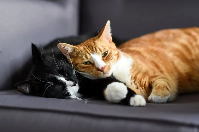 Getting Your Cat Fixed: When and What To Know