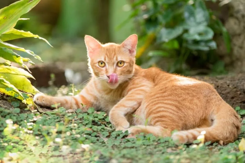 Addison's Disease in Cats