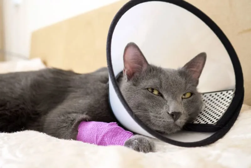 Cat Wound Care