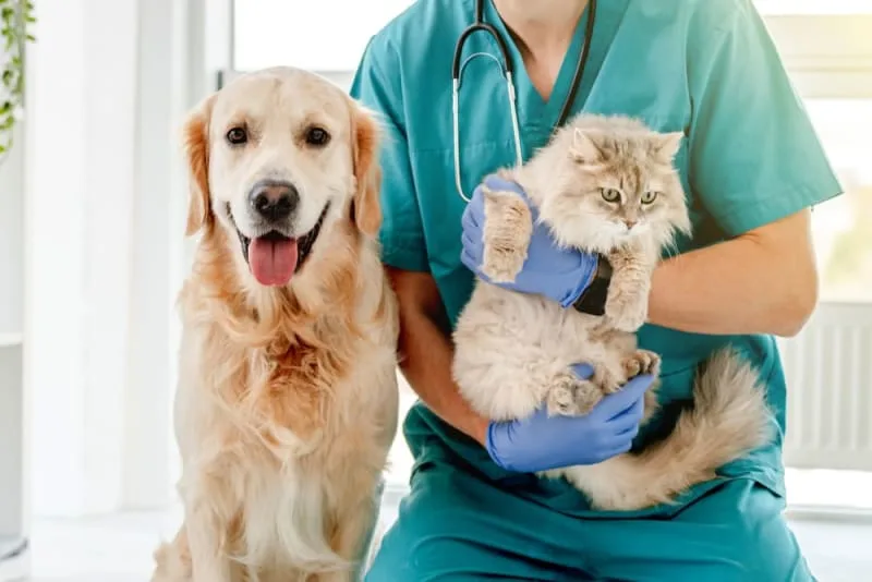 Making the Most of Your Pet's Routine Exam: What to Ask Your Vet