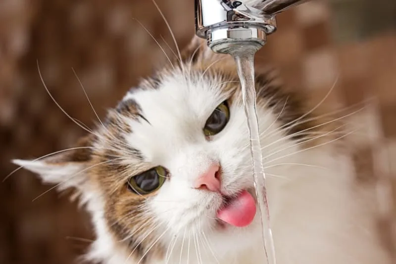 What should I do if my cat won't drink water?