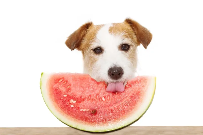 Fruit & Veggies Dogs Can and Can't Eat