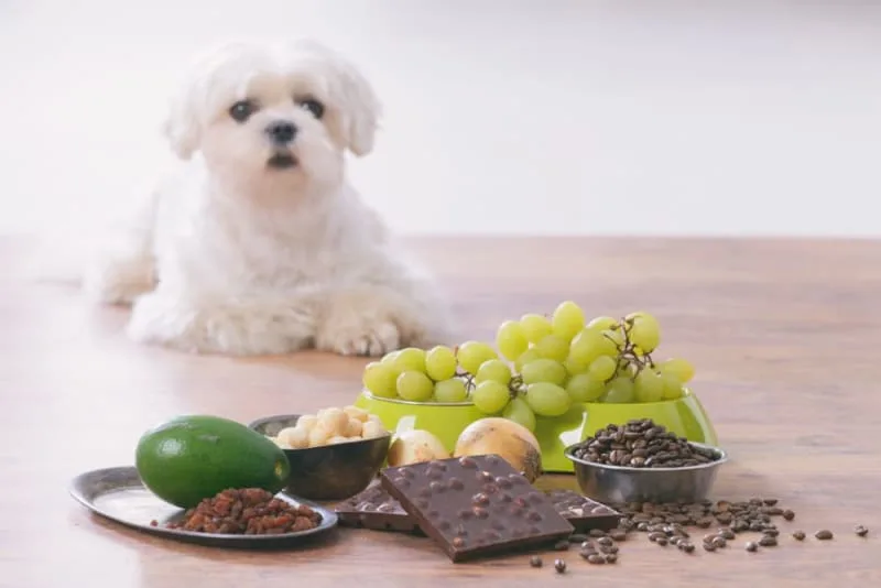 Toxic Dog Food List: What to Avoid for Your Pup's Health