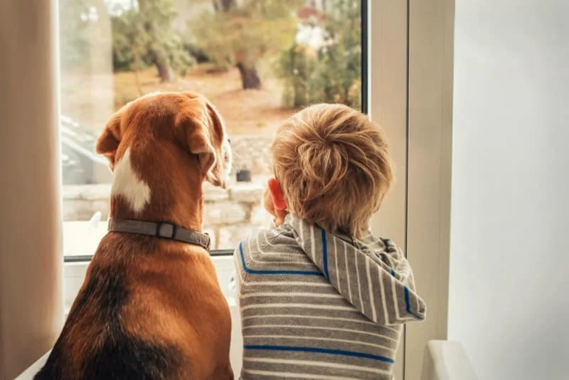 Some of the Best Dogs For Family Life