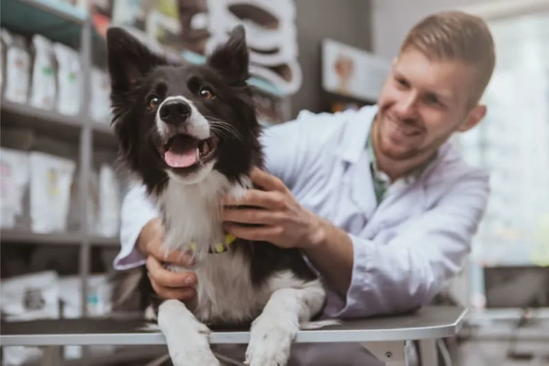 Dog Rabies Vaccine Schedule