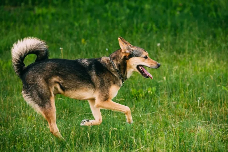 The Most Common Orthopedic Paw Conditions In Dogs