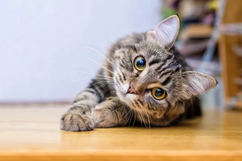 Rabies in Cats