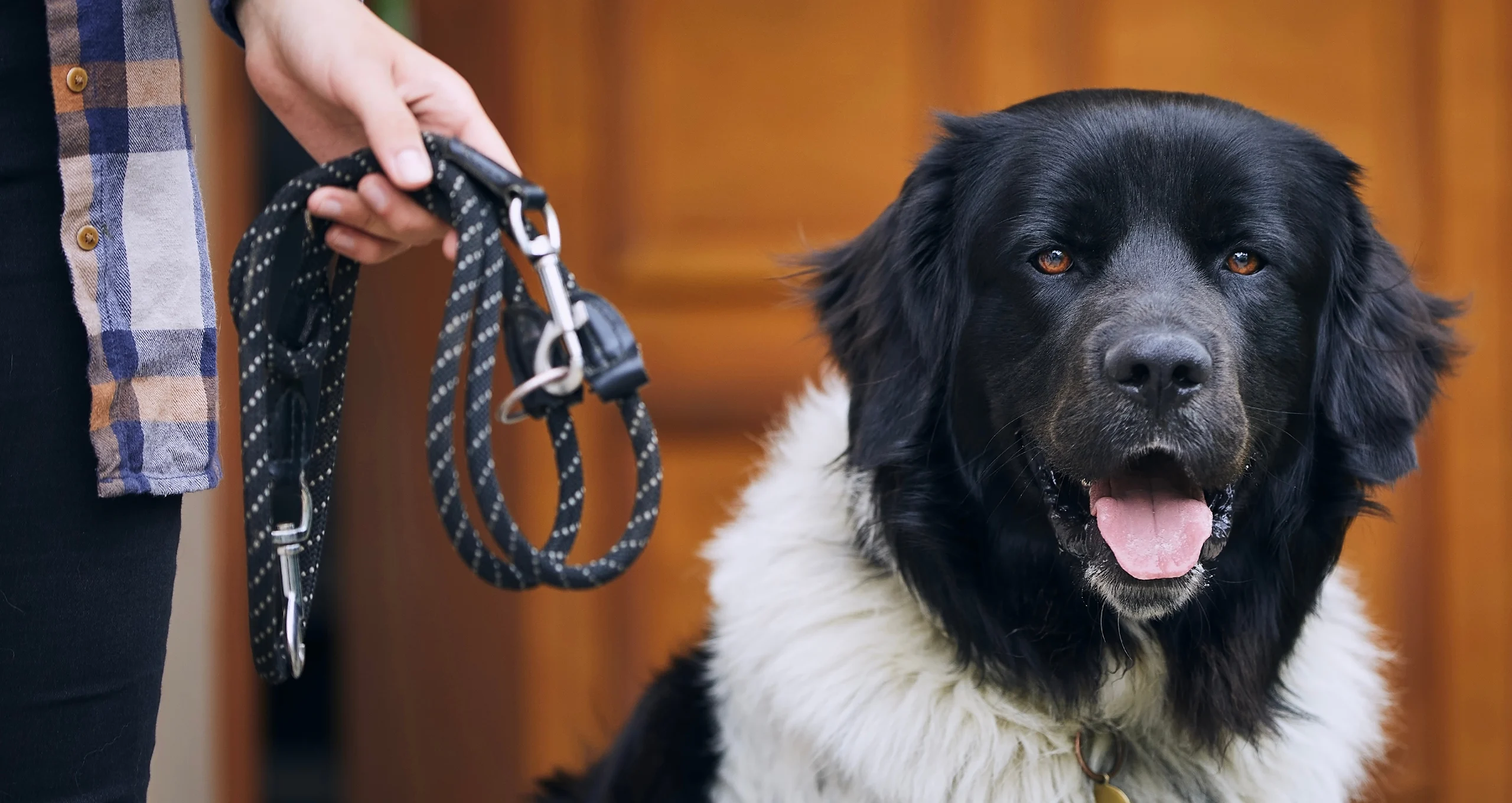 h large black and white dog awaiting a walk by a door