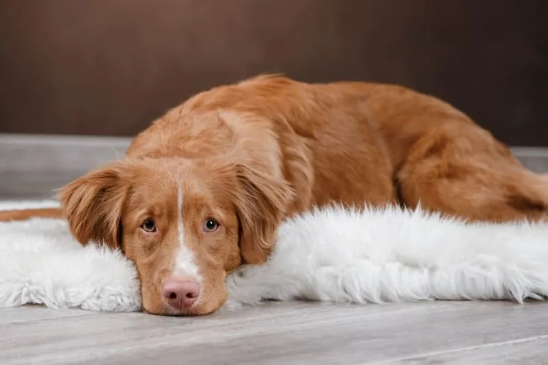 The Most Common Dog Illnesses: Symptoms & Treatment
