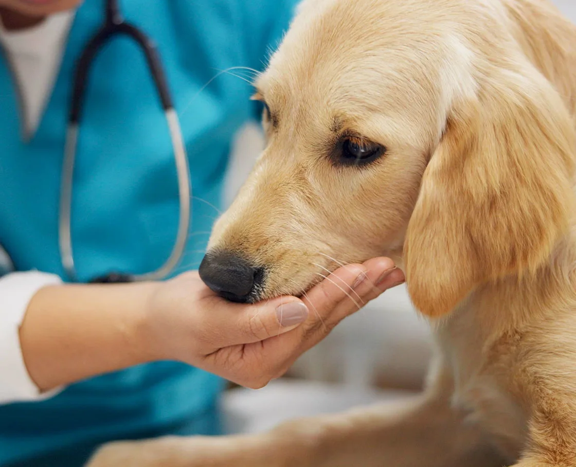 technician hand out holding muzzle of dog