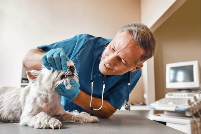 How Often Should Dogs Get Their Teeth Cleaned?
