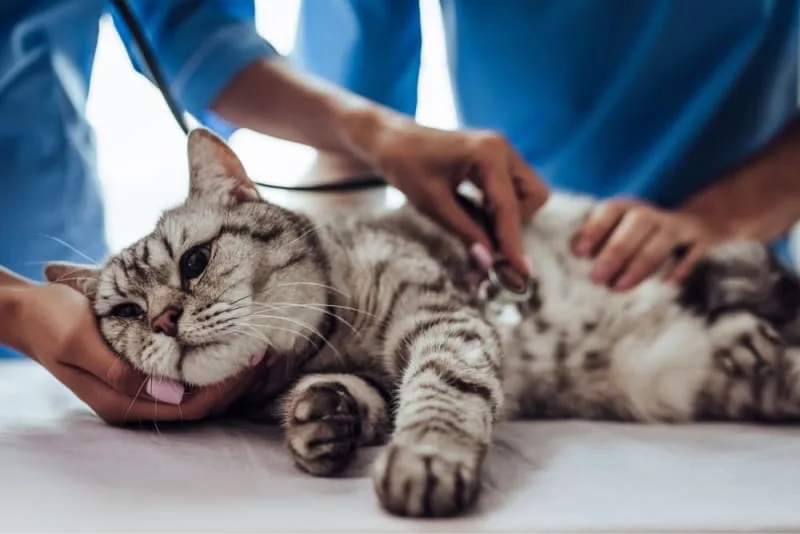 Rabies in Cats
