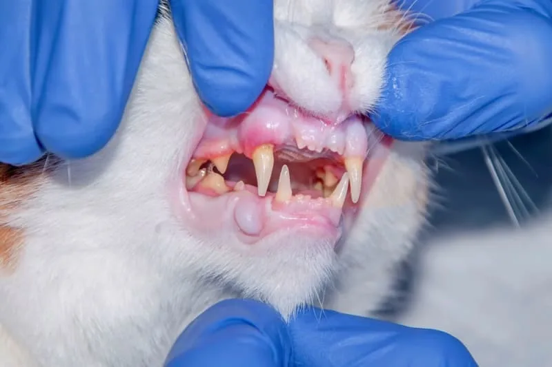 Stomatitis in Cats
