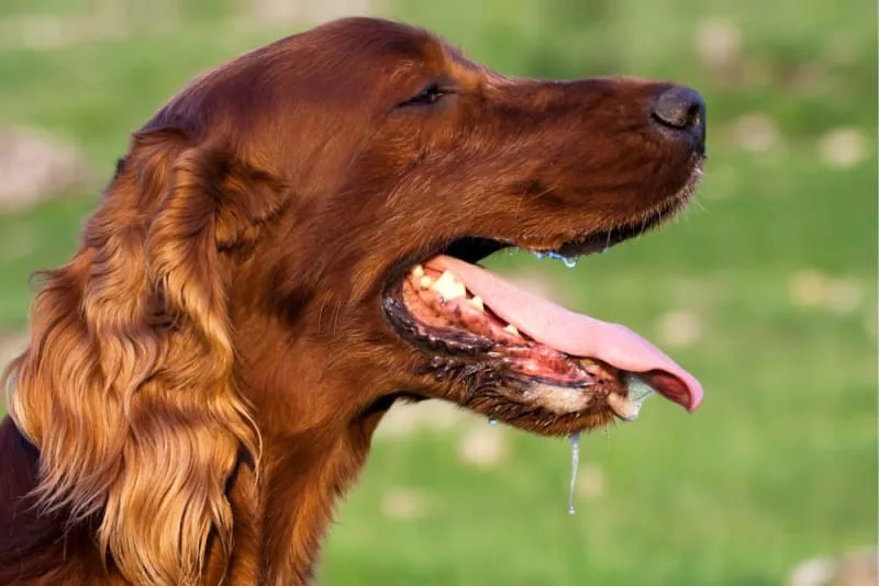Difficulty Breathing in Cats and Dogs