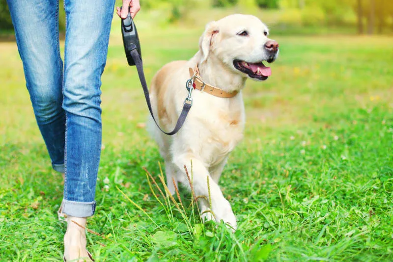 Why is My Dog Limping & How to Help