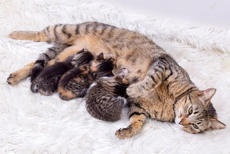 Is my cat pregnant? How can I tell?