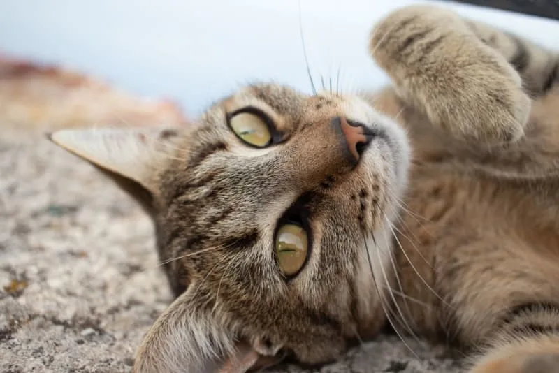 Rabies in Cats: Signs & Symptoms