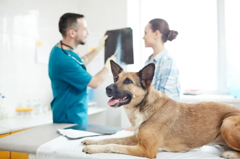 X-Ray For Dogs