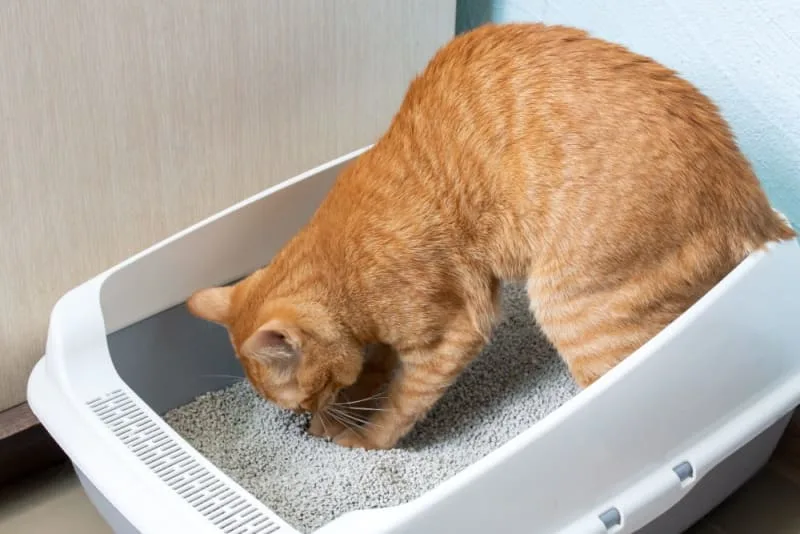 Why does my pet need a urinalysis?