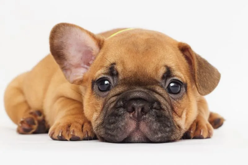 Puppy’s First Vet Visit: Checklist & What to Expect