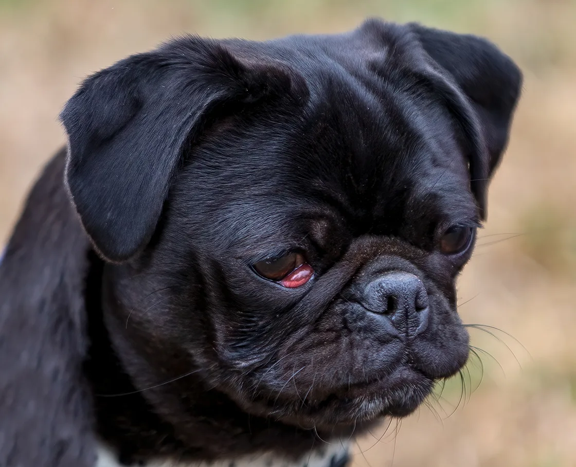 pug with cherry eye