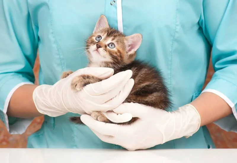 Signs Your Pet Needs Emergency Care & What To Do