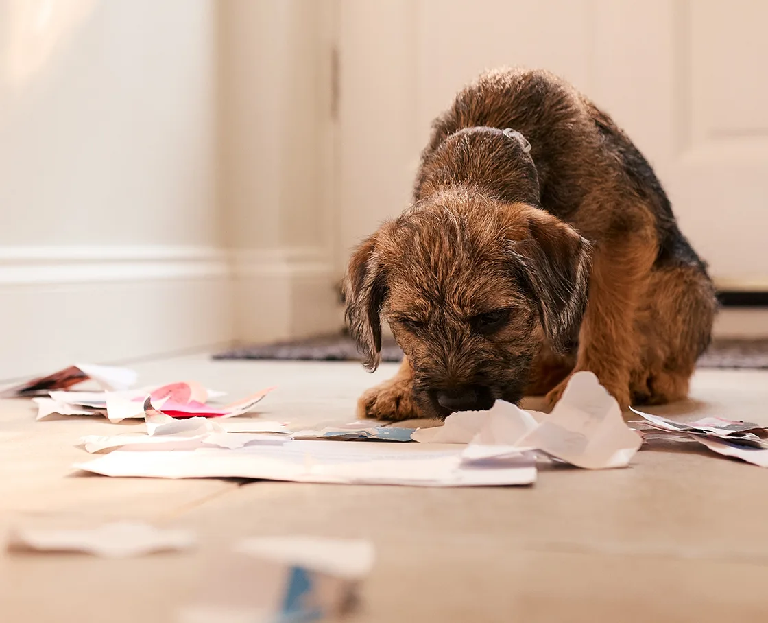 puppy destroying paper in hallway