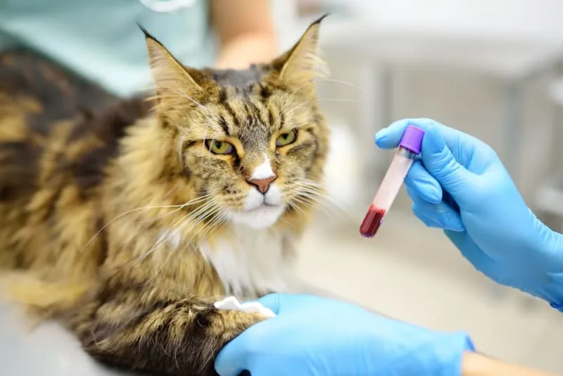 Understanding Blood Tests For Cats